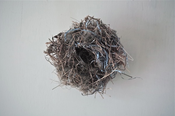 bird's nest1